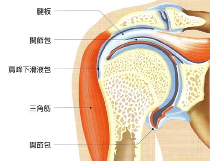 肩関節の図