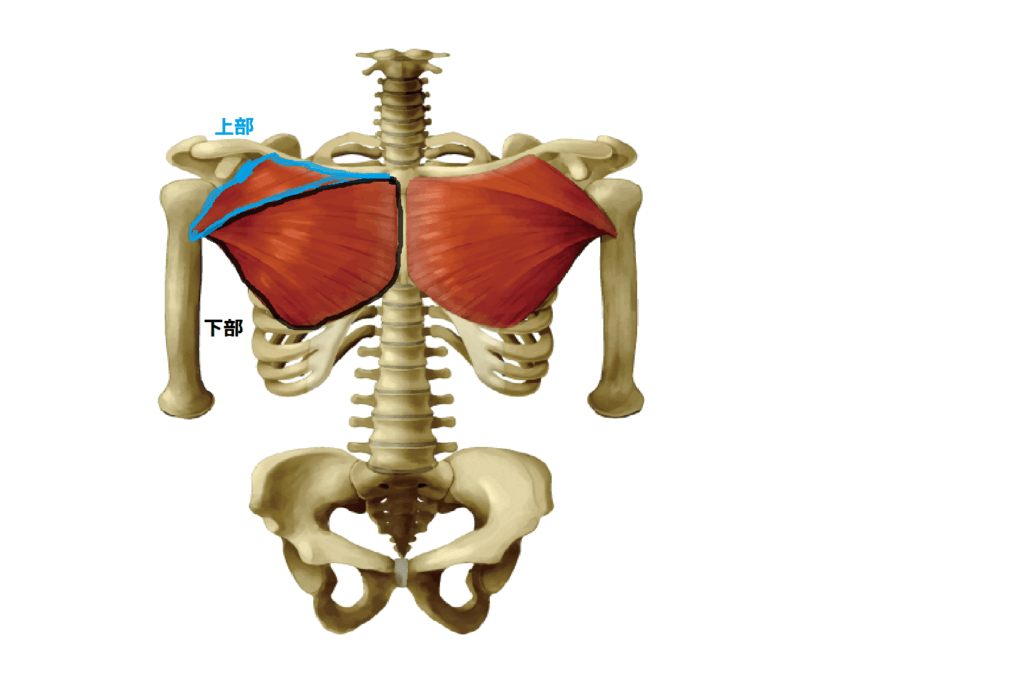 大胸筋の図